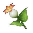 Calla Lily