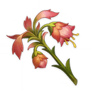 Mourning Flower