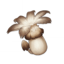 Philanemo Mushroom