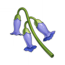 Violetgrass